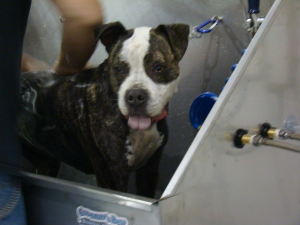 Bath Time at DogtasticFun Dog Day Care in Woodridge 