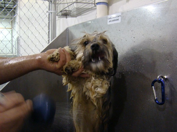Bath Time at DogtasticFun Doggie Daycare in Woodridge
